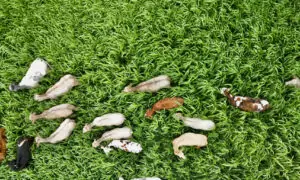 Vue aérienne d'un troupeau de vaches dans un champ de sorgho
