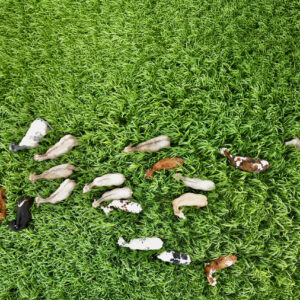 Vue aérienne d'un troupeau de vaches dans un champ de sorgho
