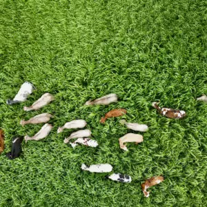 Vue aérienne d'un troupeau de vaches dans un champ de sorgho