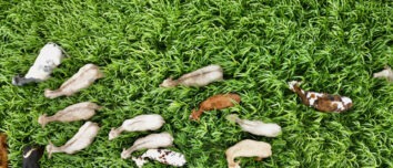 Vue aérienne d'un troupeau de vaches dans un champ de sorgho