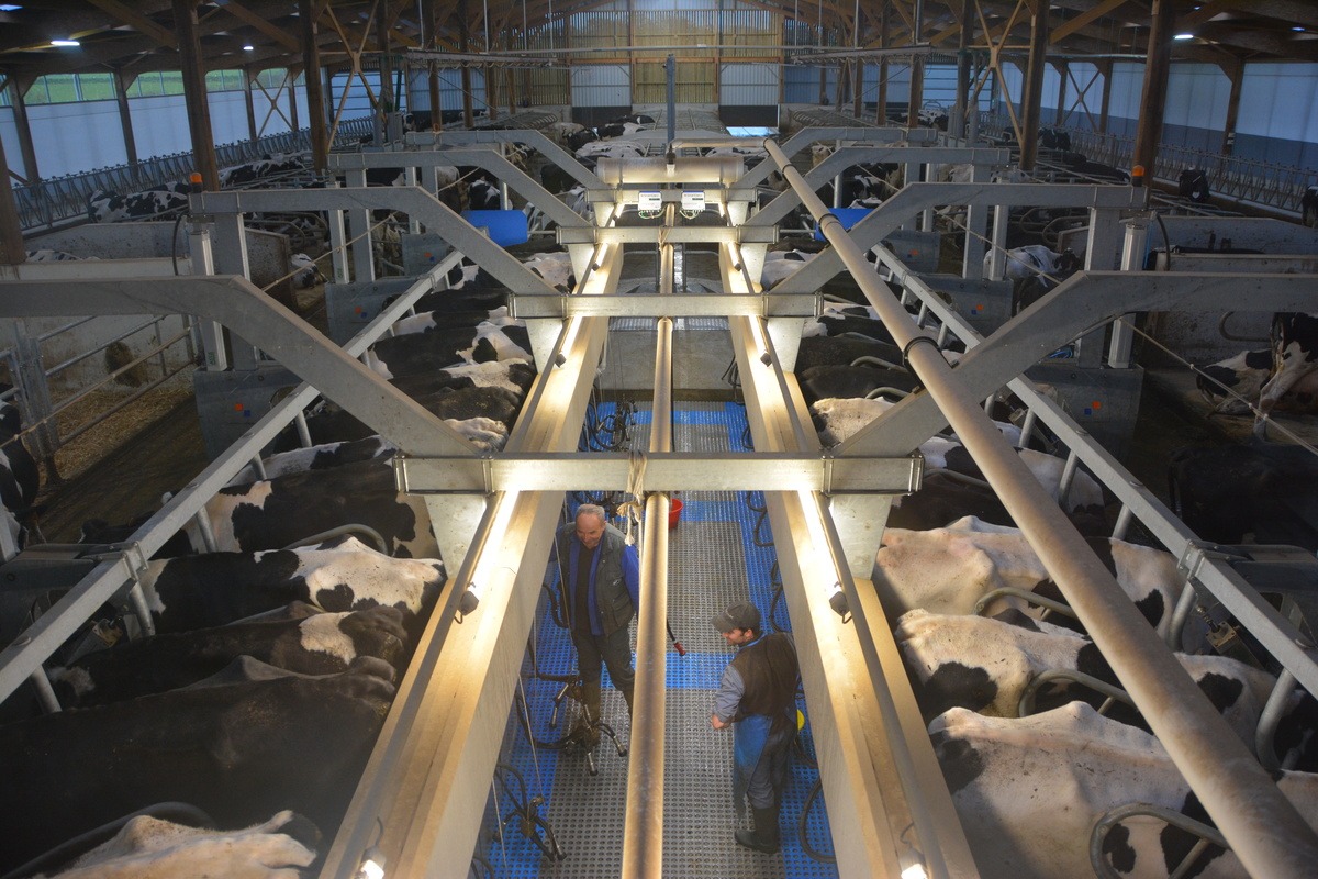 La salle de traite permet de collecter rapidement le lait des 250 vaches.
