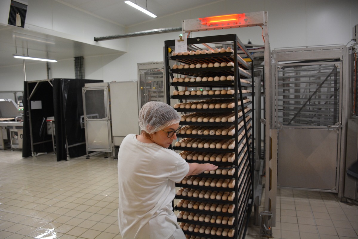 une femme qui tire un rack d'oeufs dans un couvoir - Illustration Emploi en aviculture : Faire découvrir les métiers