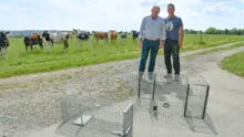Les éleveurs présentent les cages pour piéger les corbeaux avec des génisses dans le fond