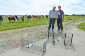Les éleveurs présentent les cages pour piéger les corbeaux avec des génisses dans le fond