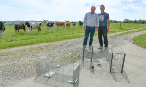 Les éleveurs présentent les cages pour piéger les corbeaux avec des génisses dans le fond