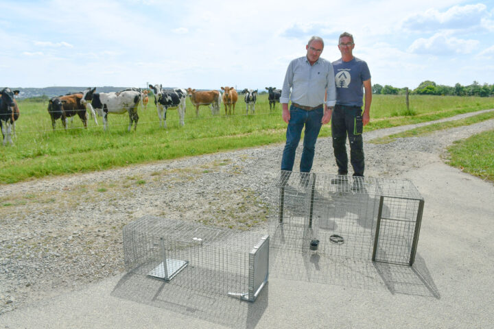 Les éleveurs présentent les cages pour piéger les corbeaux avec des génisses dans le fond