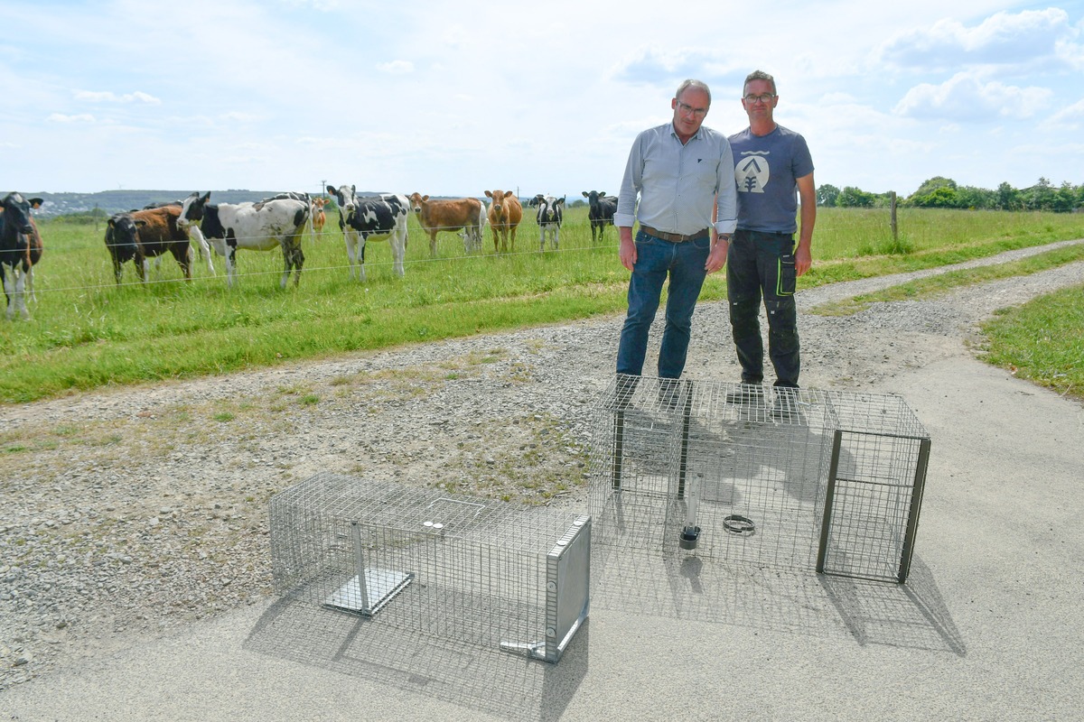 Les éleveurs présentent les cages pour piéger les corbeaux avec des génisses dans le fond - Illustration « Déclarer tous les dégâts »