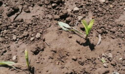 Un sol avec de jeunes pousses après une averse de grêle