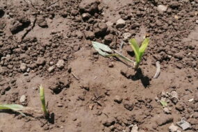 Un sol avec de jeunes pousses après une averse de grêle