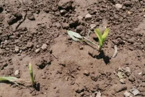 Un sol avec de jeunes pousses après une averse de grêle