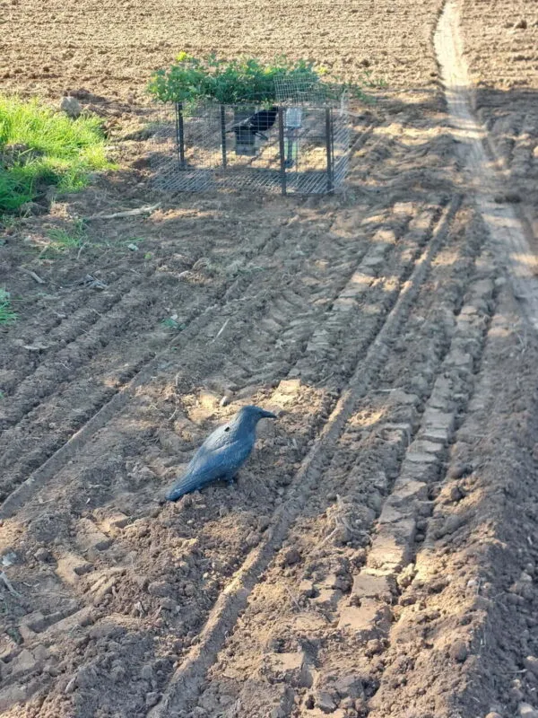 Piège pour corbeaux et leurre sur une parcelle de maïs.