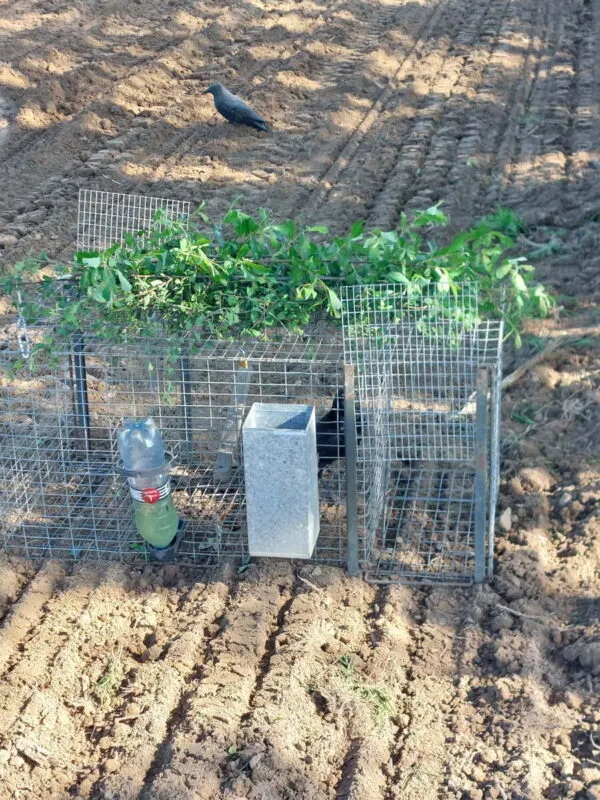 Piège avec corbeau et leurre sur une parcelle de maïs.