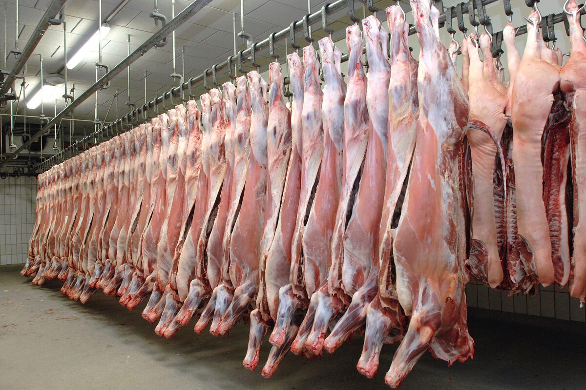 Des carcasses de boeuf pendus dans un abattoir - Illustration La réouverture du marché chinois se profile