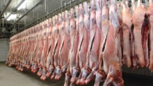 Des carcasses de boeuf pendus dans un abattoir