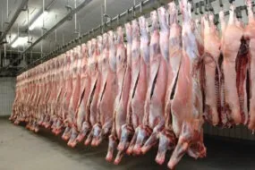 Des carcasses de boeuf pendus dans un abattoir