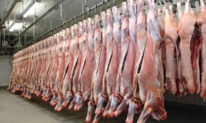 Des carcasses de boeuf pendus dans un abattoir