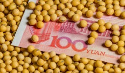 Des graines de soja sur un billet de 100 yuan