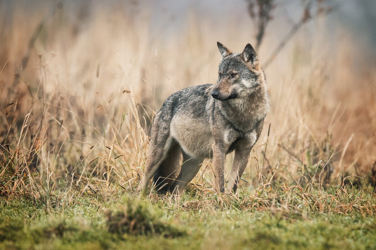 Un loup - Illustration « Le loup est bien là et que fait l’État ? »