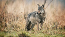 Un loup
