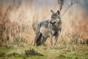 Un loup