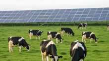 Des vaches dans un champ avec des panneaux photovoltaïques en fond