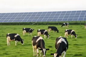 Des vaches dans un champ avec des panneaux photovoltaïques en fond