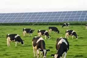 Des vaches dans un champ avec des panneaux photovoltaïques en fond