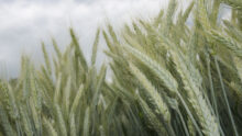 épis de triticale