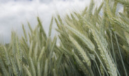 épis de triticale