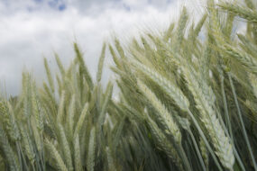 épis de triticale