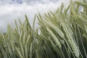 épis de triticale