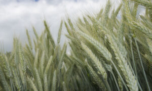 épis de triticale