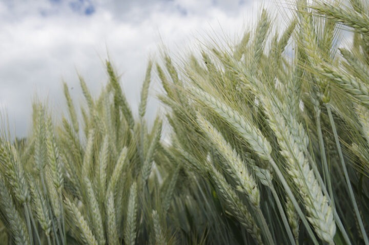 épis de triticale