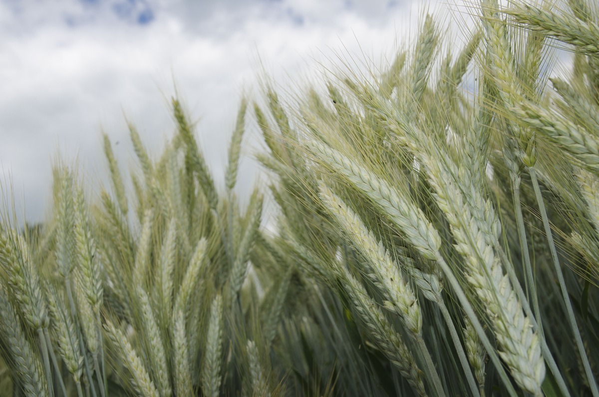 épis de triticale - Illustration Un progrès génétique supérieur aux autres céréales à paille