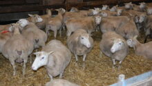 brebis en fin de gestation dans une bergerie