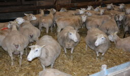 brebis en fin de gestation dans une bergerie