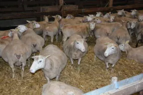 brebis en fin de gestation dans une bergerie