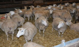 brebis en fin de gestation dans une bergerie