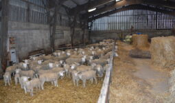 Intérieur d'une bergerie