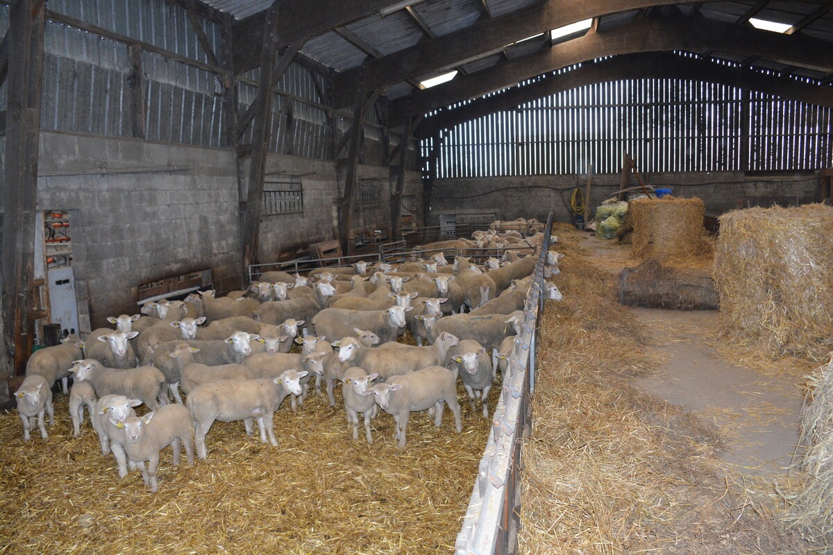 Intérieur d'une bergerie - Illustration Une ferme ovine pilotée au micro-BA