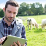 Un homme avec une tablette dans un champ avec des vaches