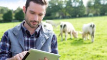 Un homme avec une tablette dans un champ avec des vaches