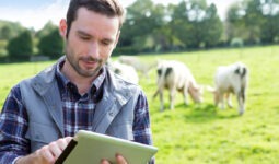 Un homme avec une tablette dans un champ avec des vaches