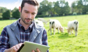 Un homme avec une tablette dans un champ avec des vaches