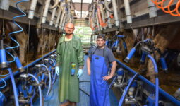 Deux hommes dans une salle de traite