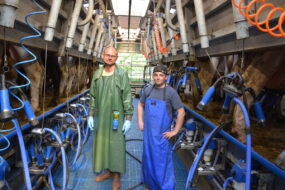 Deux hommes dans une salle de traite