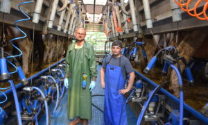 Deux hommes dans une salle de traite
