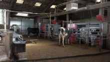 Des vaches sur l'aire d'attente devant les robots avec un abreuvoir