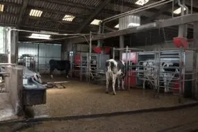 Des vaches sur l'aire d'attente devant les robots avec un abreuvoir