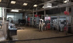 Des vaches sur l'aire d'attente devant les robots avec un abreuvoir